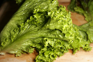 lettuce_green_leaf_lettuce