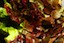 Jumbo Shrimp Wok Recipe | Garnish | Red Leaf Lettuce