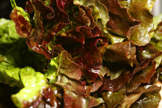 lettuce_red_leaf_lettuce_ls