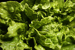 lettuce_romaine_leaves
