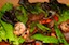 Wok Recipes | Lettuce Garnish